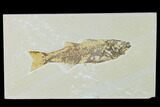 Bargain, Fossil Fish (Mioplosus) - Uncommon Species - Green River #138715-1